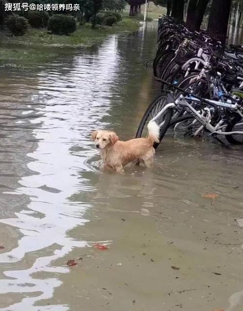  流浪狗|狗妈妈冲进洪水救孩子，岸上人们的表现，反映出当下对流浪狗态度