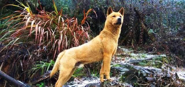  导游|抗洪救灾中的“英雄狗”，这次替土狗洗白了，化身导游替部队领路