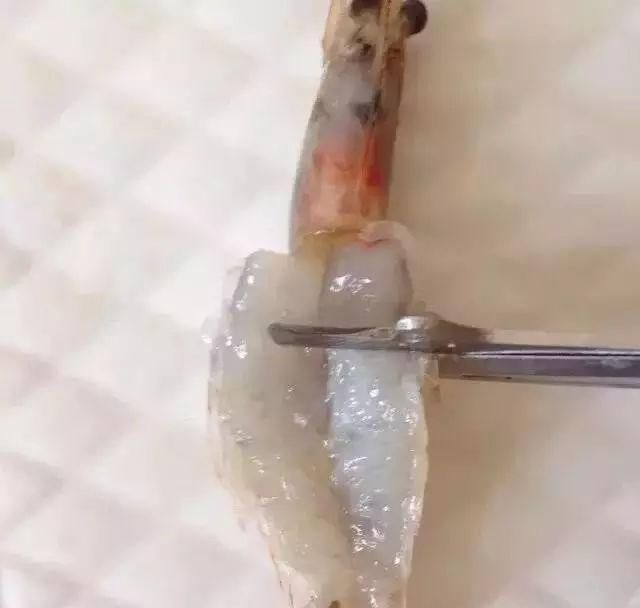 切成|教你切花刀!轻松做出鱿鱼花卷、开背虾、松鼠鱼→