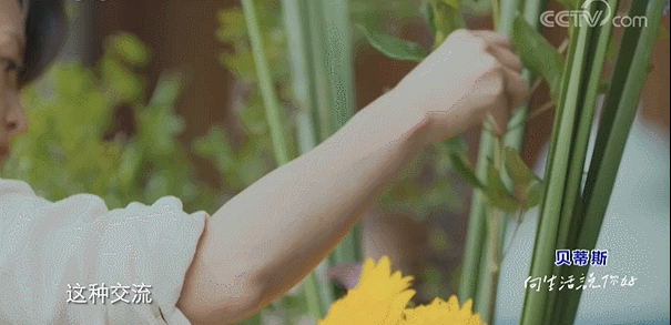  生活|这档被埋没的神仙综艺，值一个热搜！董卿插花比主持更美