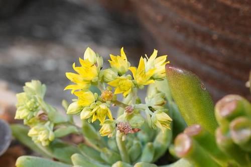  MACRO|“经典”的长焦微距 适马105mm F2.8 DG DN MACRO | Art评测