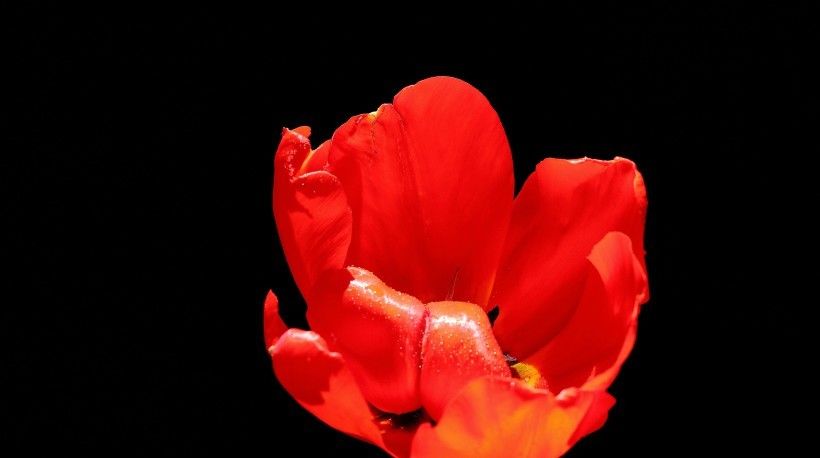 异性|8月异性缘旺,这四大生肖能找到真爱,今年定能收获好爱情!