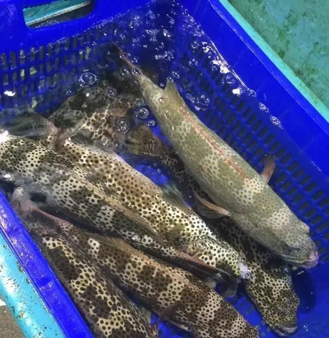 海鲜|世界上65种珍奇海鲜,贝爷都不敢说全部吃过,你吃过几种