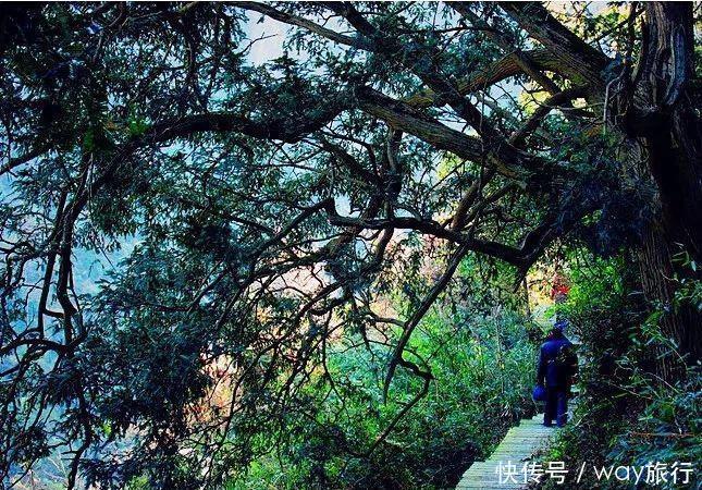 森林|高温席卷的初夏,不如去这些堪比童话仙境的小众森林里乘个凉!