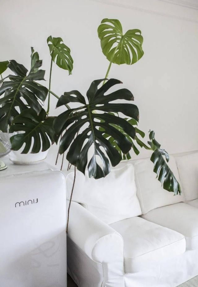  吊钟|她们的家，美得很让人种草