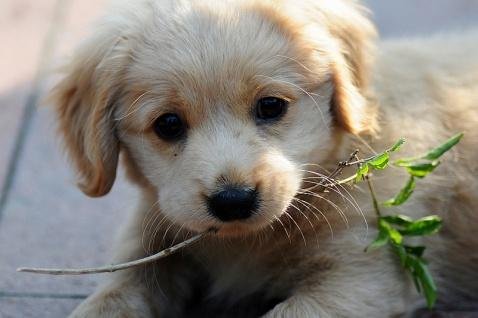  陌生人|长时间不遛狗，会造成什么后果？