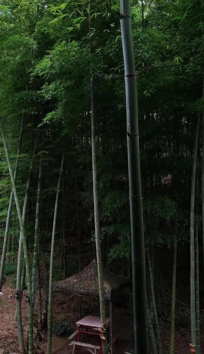  南平|南平 | 这五个25°C的古村落，又美又凉爽~