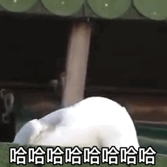  表情|搞笑的哈哈大笑表情包合集