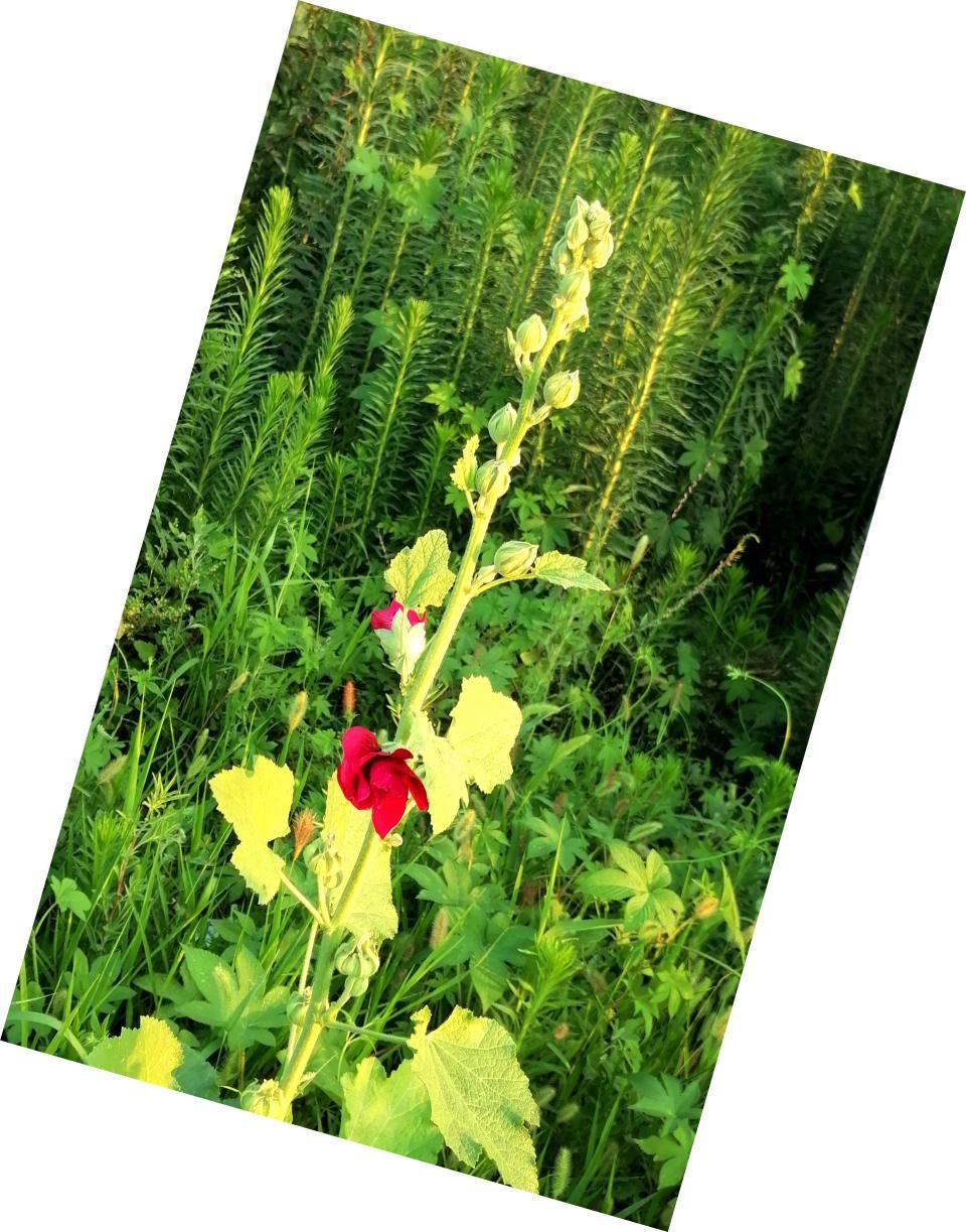 蜀葵|盛夏赏蜀葵，观花心情爽！