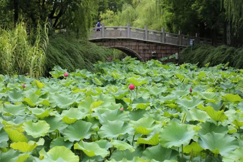  上海市|厉害了！奉贤这家公园入选上海市五星级公园！你肯定去过！