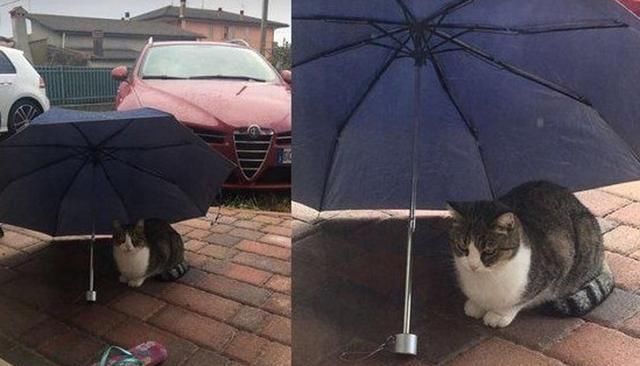  避雨|雨中暖心一幕：小男孩为猫避雨，引来众多流浪猫＂捧场＂