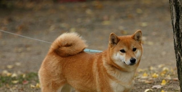  故地重游|4岁女儿意外走丢，阔别1年父母故地重游，竟被狗狗一眼认出女儿