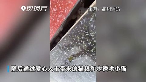  被困|小猫被困两墙中间 消防员暖心智救