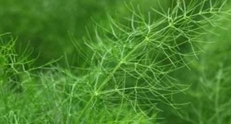 吃法|茴香苗的吃法，茴香苗最好吃的做法，没有之一