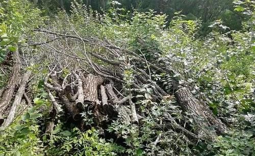 现实|现实版“光头强”?红石森林公安破获两起团伙盗伐林木案