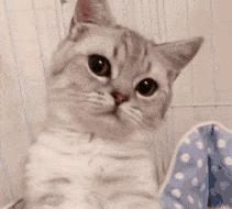 电话|这只猫通宵等主人电话,只为在摄像头里见一面,无数网友泪崩…