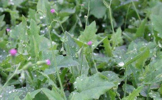 味道|农村常见的一种野草，人称“羊蹄草”，味道似茼蒿，很美味