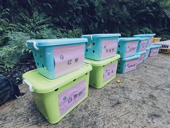  公园|豹猫、红隼、果子狸......在南宁的公园里遇到它们别激动