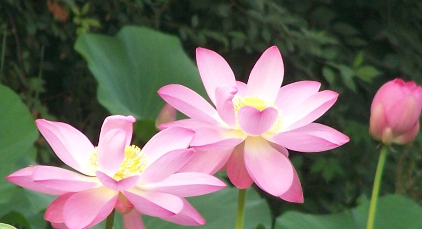 子女|“人好不如命好”的三个生肖女，丈夫疼爱子女孝顺，生活安逸富足