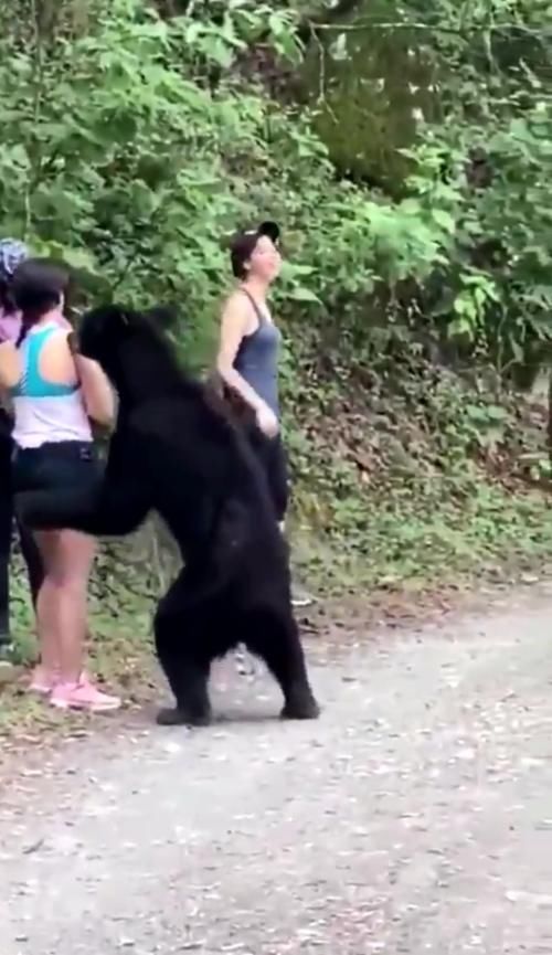  身高|惊魂时刻！墨西哥一女子被等身高的黑熊尾随“亲近”，竟淡定掏出手机自拍