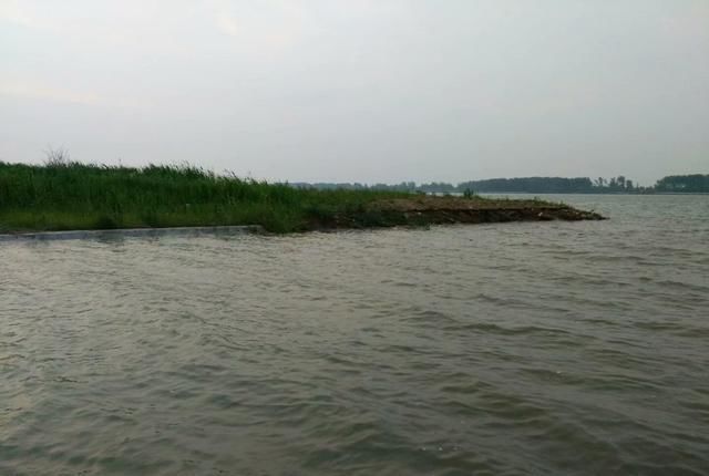  生活|这种生活在长江里的动物，以前很多，现在全国不到一千只