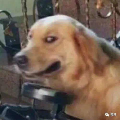 神秘|神秘消失的“奶羊”，牵出系列盗窃牲畜案