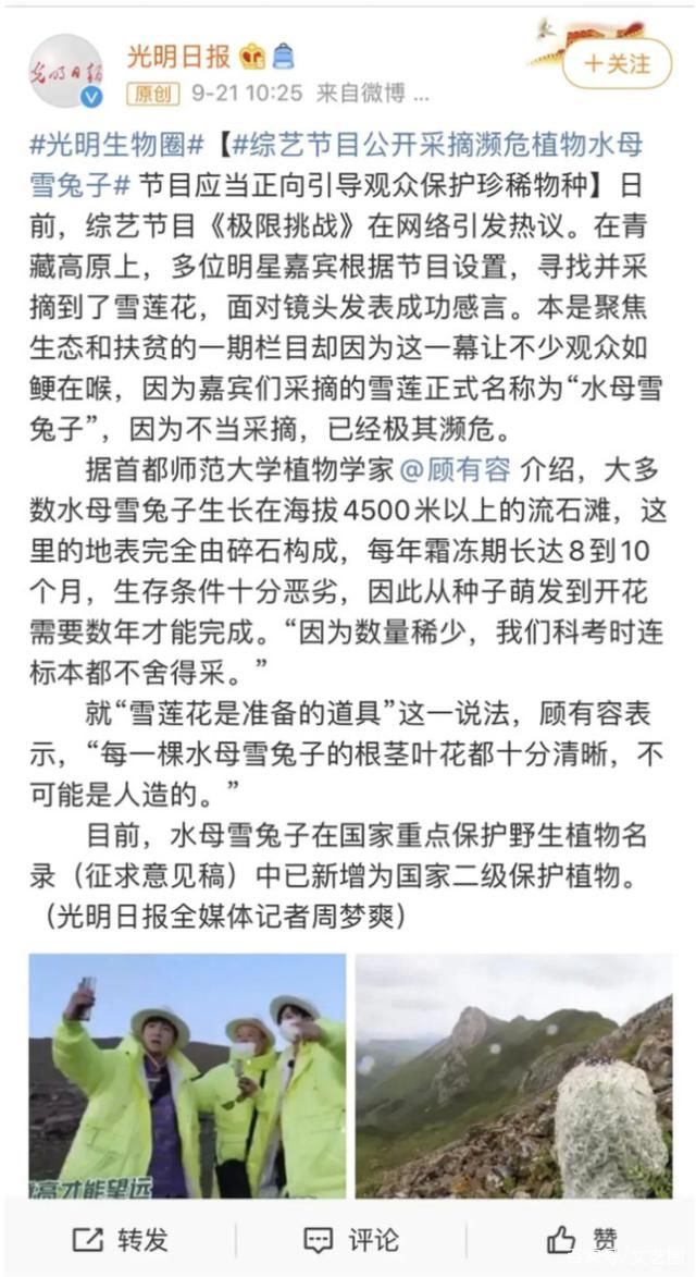  极限挑战|《最强大脑》水哥被扒私养国家二级保护植物，专家否定人工繁育