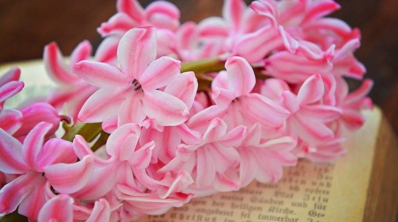  对方|进入8月，花儿伴蝶，真情孤飞，爱情丝丝入扣的4大星座