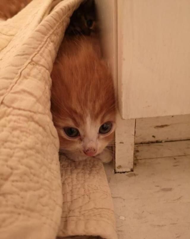  捡回|散养猫捡回三只小奶猫，主人都愣了：你不是已经绝育了吗