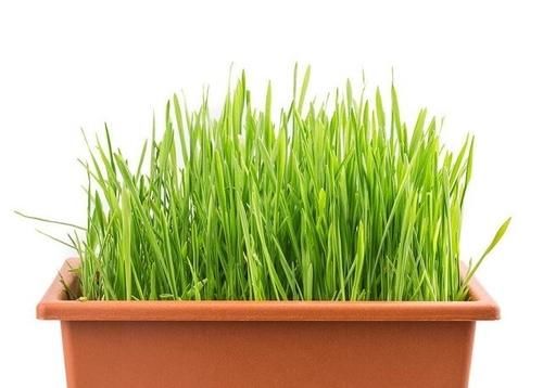  功效|韭菜籽泡水喝有哪些功效？看看中药专家怎么说