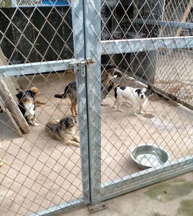 出场|记者深入调查:楚雄市被抓的流浪犬哪去了?