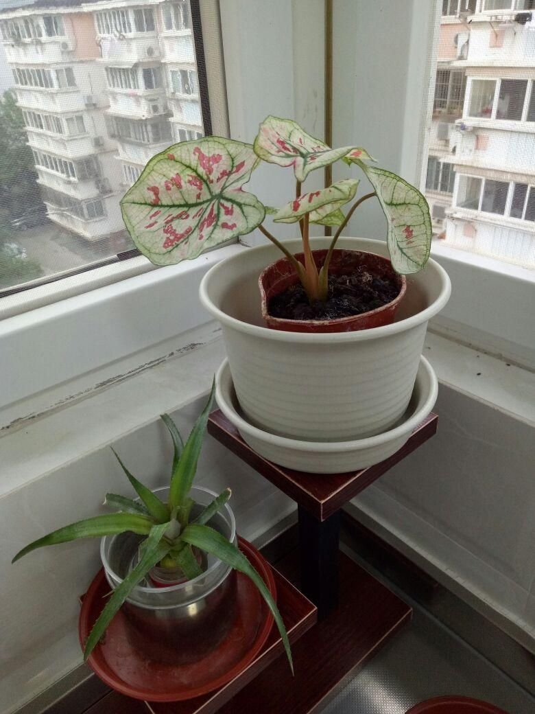 养耐|秋天光照不如夏天强，适合养耐阴花，叶子美得像油画