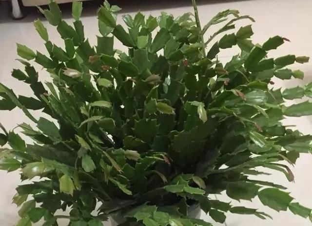 枝头|盆里扔2样东西,养花10年不烂根,叶子油光瓦亮,花苞挂满枝头!