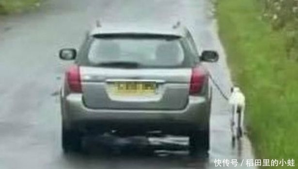  开车|苏格兰一名狗主人开车遛狗引众怒，警方介入调查