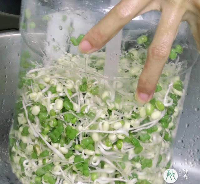 放心|喜欢吃绿豆芽的快来看看,3把绿豆5天生出1大桶,安全健康放心吃