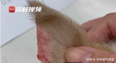耳朵|宠物店疑为抬高售价剪掉兔子耳朵，回应：剪耳属实，操作或普遍存在