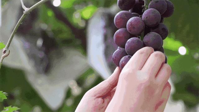  喜欢|鲜葡萄和葡萄干，哪种更有营养？喜欢吃葡萄的要选对！