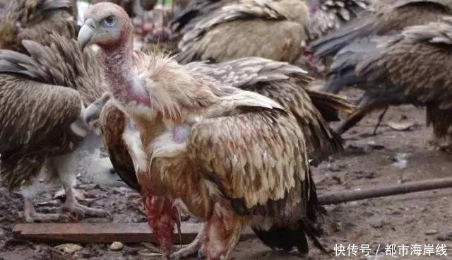  离开|青海失联女孩找到了！她用“天葬”的方式离开了，也许不是自杀！