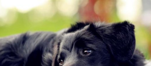  孩子|狗妈妈复仇记，孩子惨遭杀害，放弃投胎也要报今世之仇