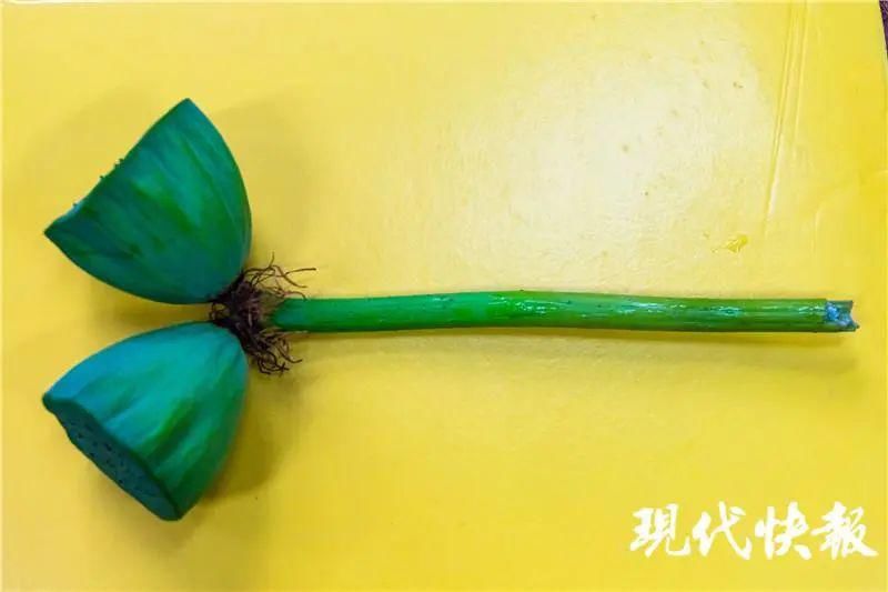 转眼|刚上热搜的并蒂莲蓬，转眼被摘了