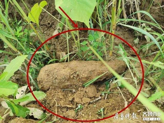 高青|高青一村民在地里挖出废旧炸弹，竟准备拆开卖废铁……