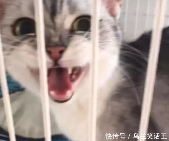  妈妈|主人抓住小奶猫拼命往嘴里塞 猫妈妈的表情瞬间亮了