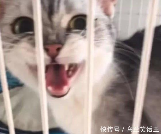 妈妈|主人抓住小奶猫拼命往嘴里塞 猫妈妈的表情瞬间亮了