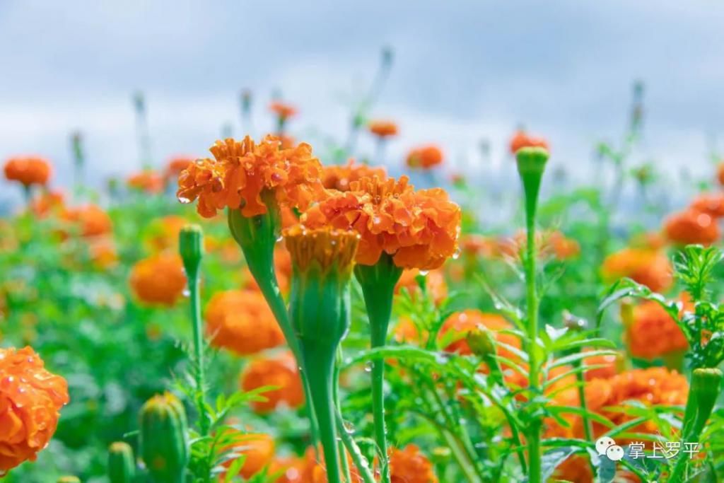  平城|免费！罗平城边万寿菊花海上线，美得没朋友了...