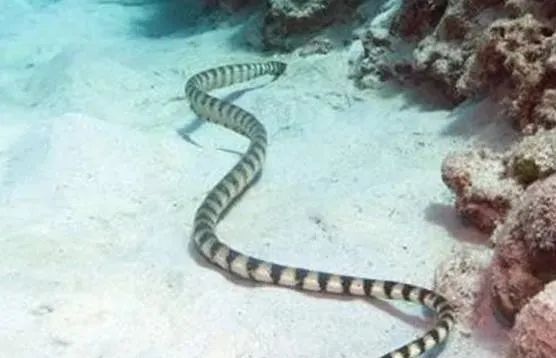 第一巨型海蛇在太平洋底出现!