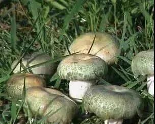 特产|大凉山特产，你知道几个？