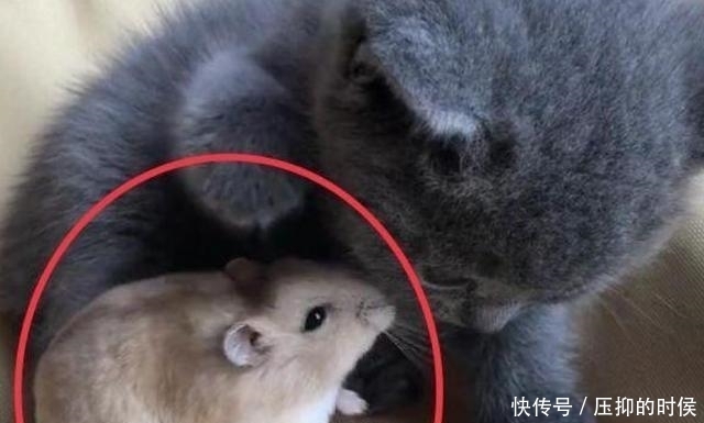  出笼|买只仓鼠跟猫咪作伴，仓鼠出笼后场景大乱，铲屎官：我太难了