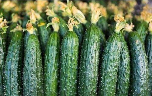  生长|“激素”黄瓜不要买，认准这4点，一眼辨就能辨出，再便宜也不要