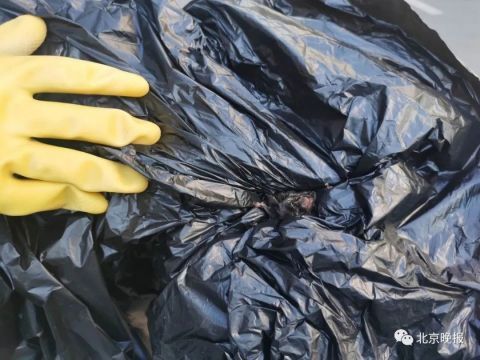 闯进|北京地铁大兴机场站闯进一只蝙蝠 警方将其“当场抓获”