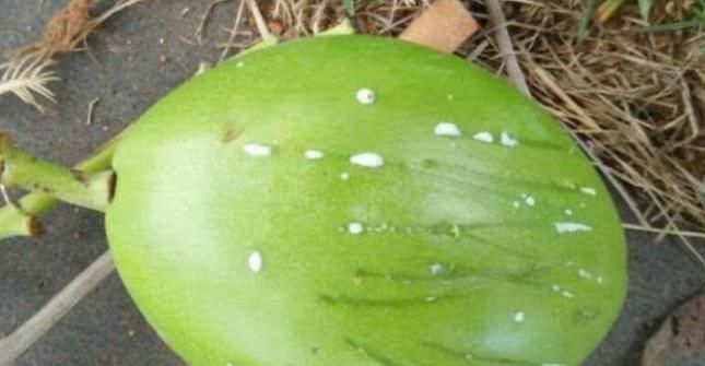 植物|这植物的果实长得似芒果，含有剧毒，误食使人致命